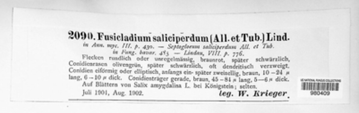 Fusicladium saliciperdum image